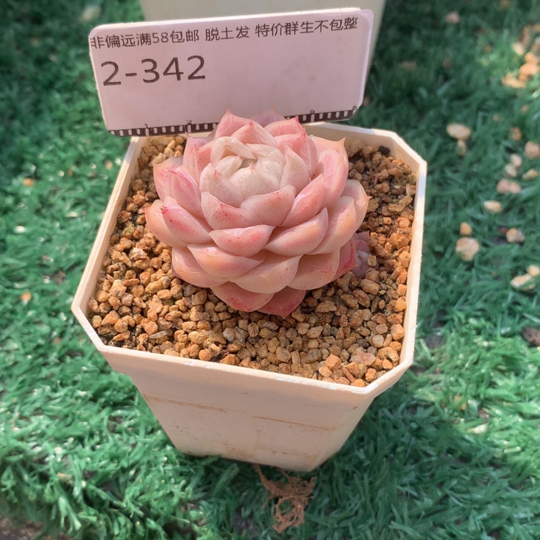 精品多肉编号女王玫瑰58包邮