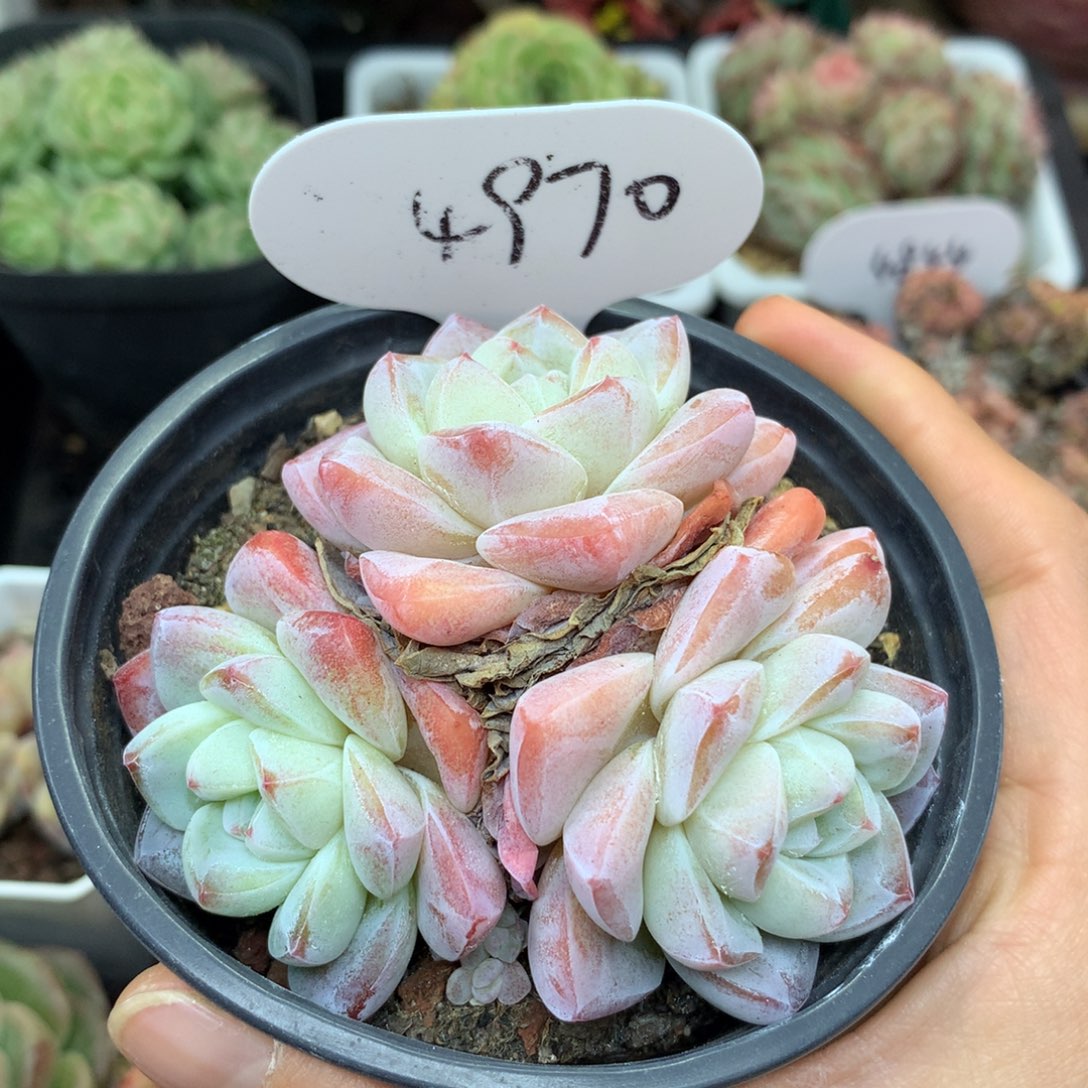 草莓冰玉无砍老桩4970