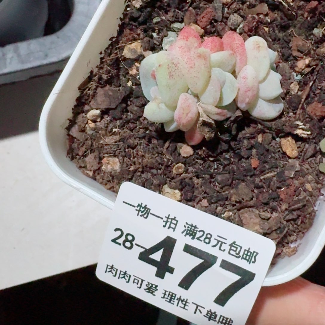 石化冰玉无盆土发货无盆土发货无