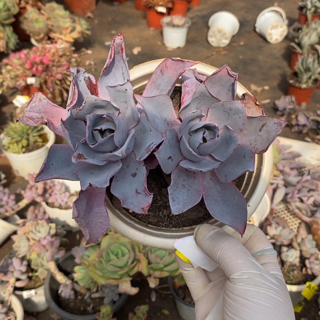 784晚霞仙子一物一拍