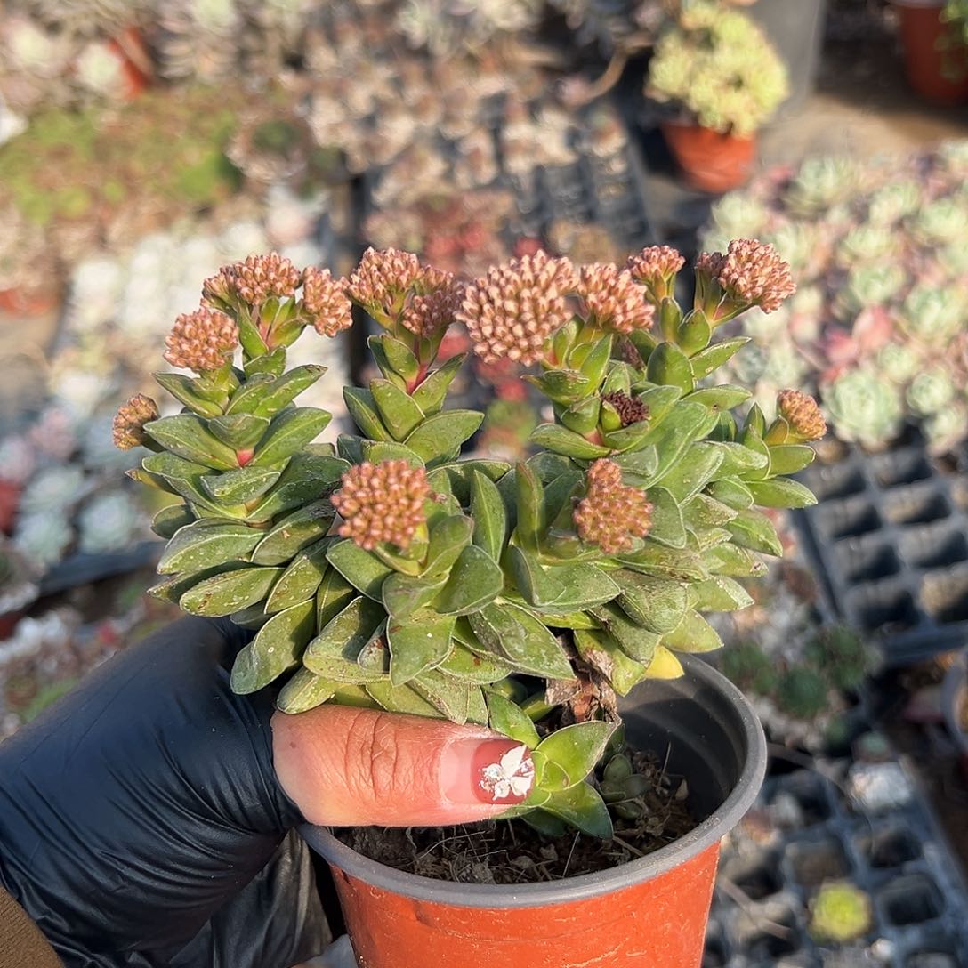 多肉植物神童开花