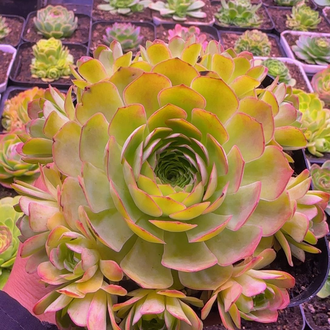 幻影捧花1534386864686768353