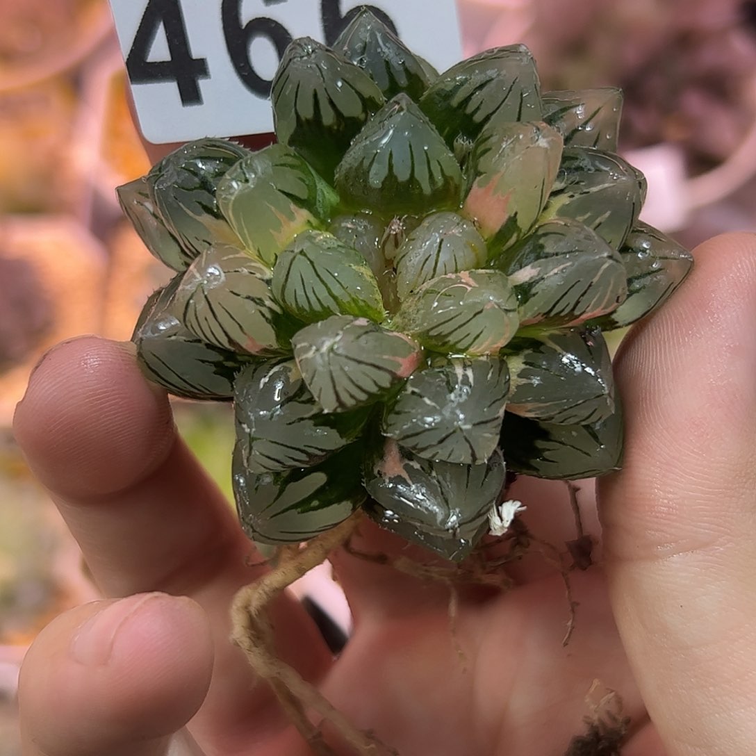 龙爪锦十二卷多肉植物