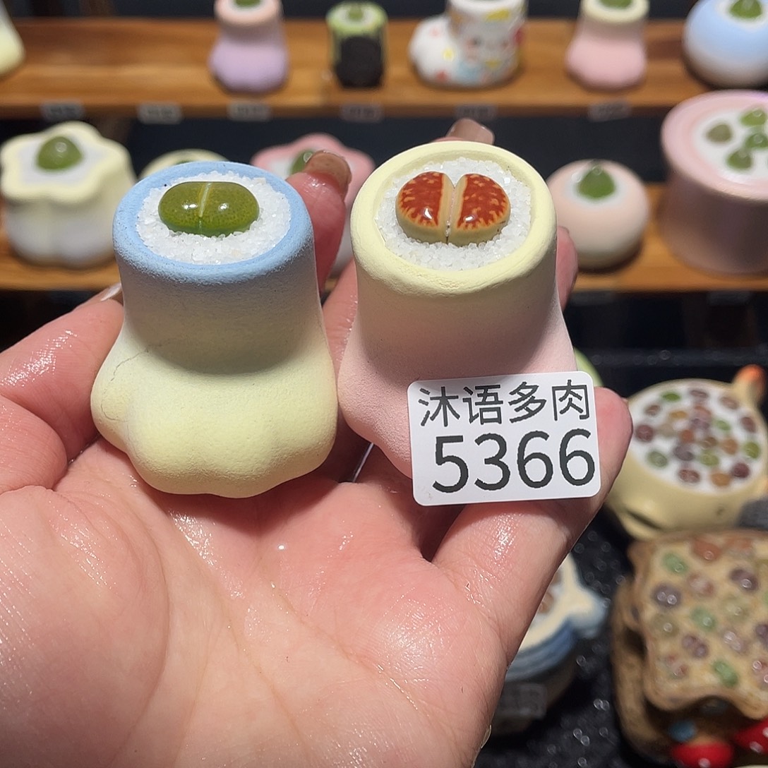 你***好带盆土植物 一物一拍5366