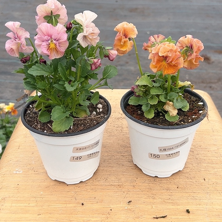 水晶抖音直播闪拍149/150