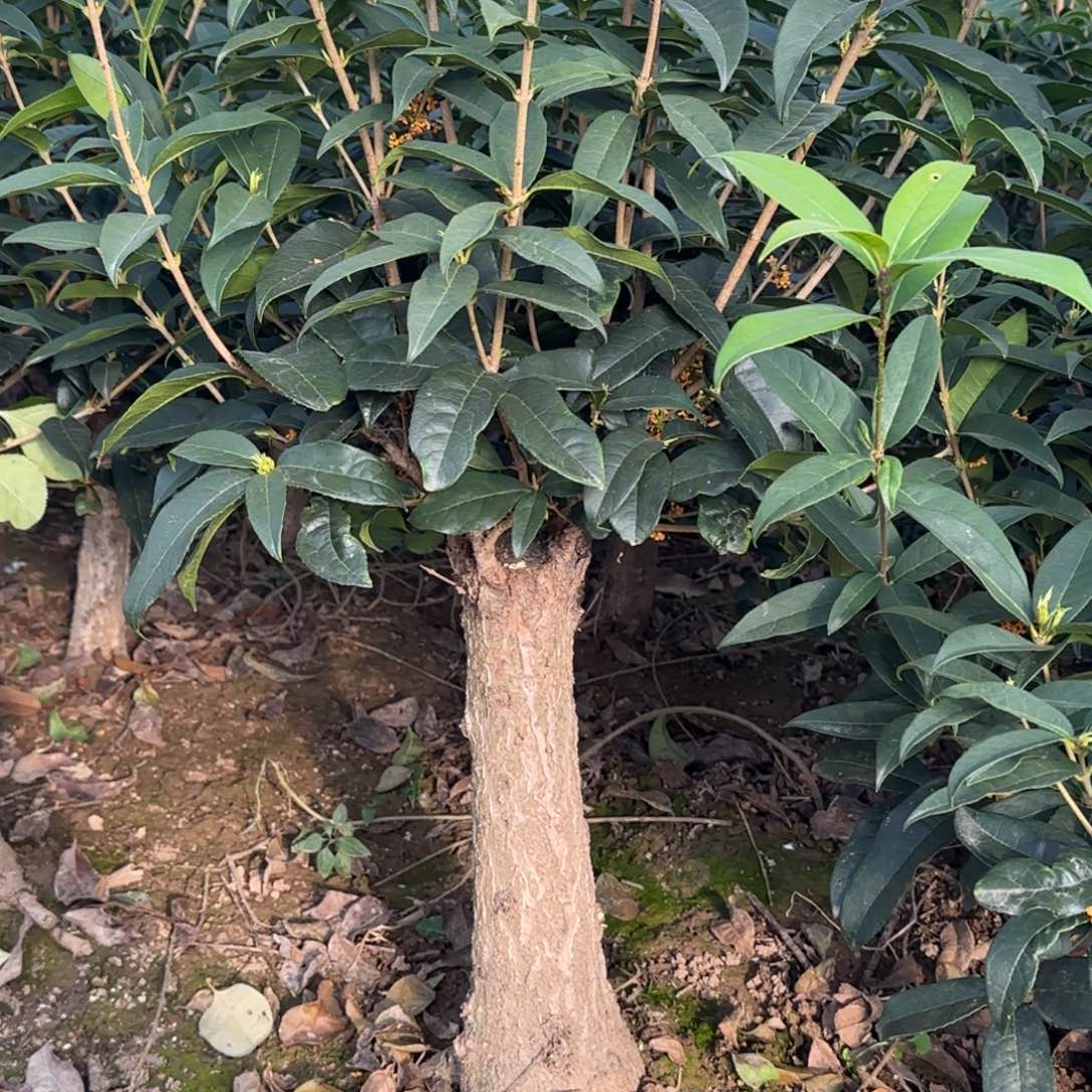 l***n无花朵桂花。四季桂系列