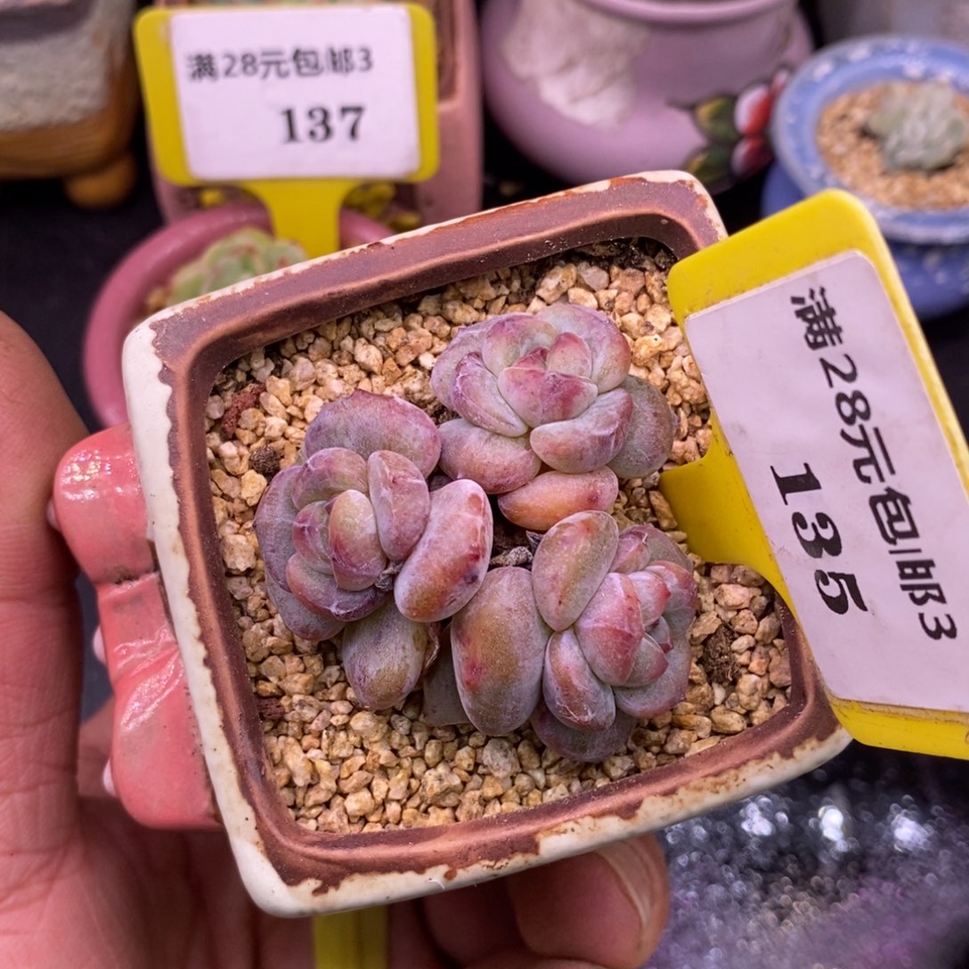 3135精控老桩石榴仔石化拉丝锦……