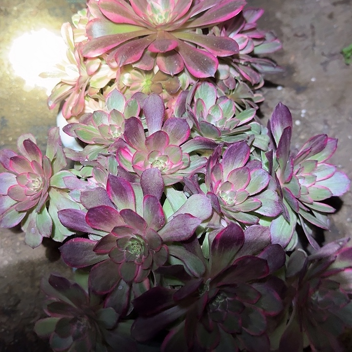 精品组合老桩亏本福利25