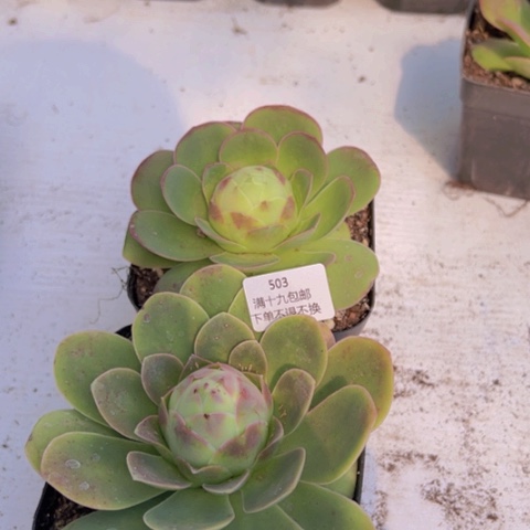 503 山地玫瑰基地福利