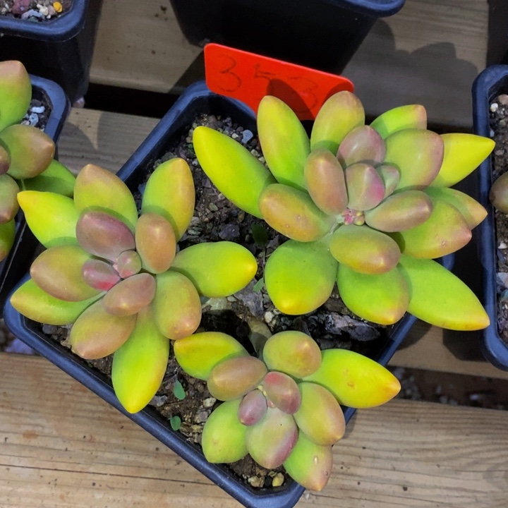 楠***这就是为什么在这里要