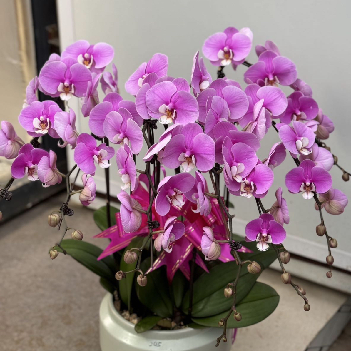 【库尔勒包邮】蝴蝶兰安娜送友老板居家送礼大气粉色花卉绿植组盆