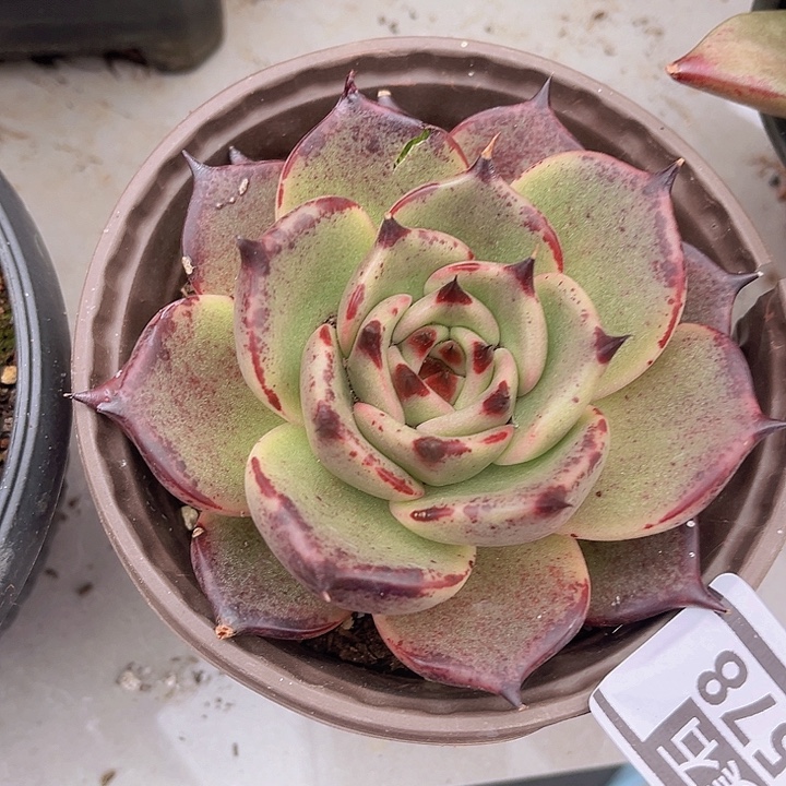 乌木杂2578多肉植物