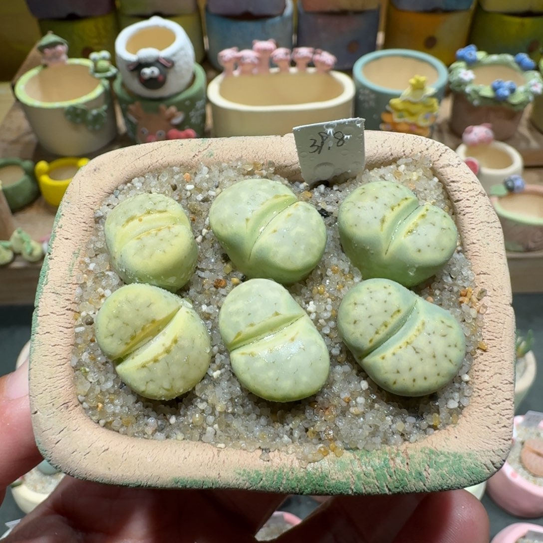 蘑菇1064奶油寿丽多肉植物