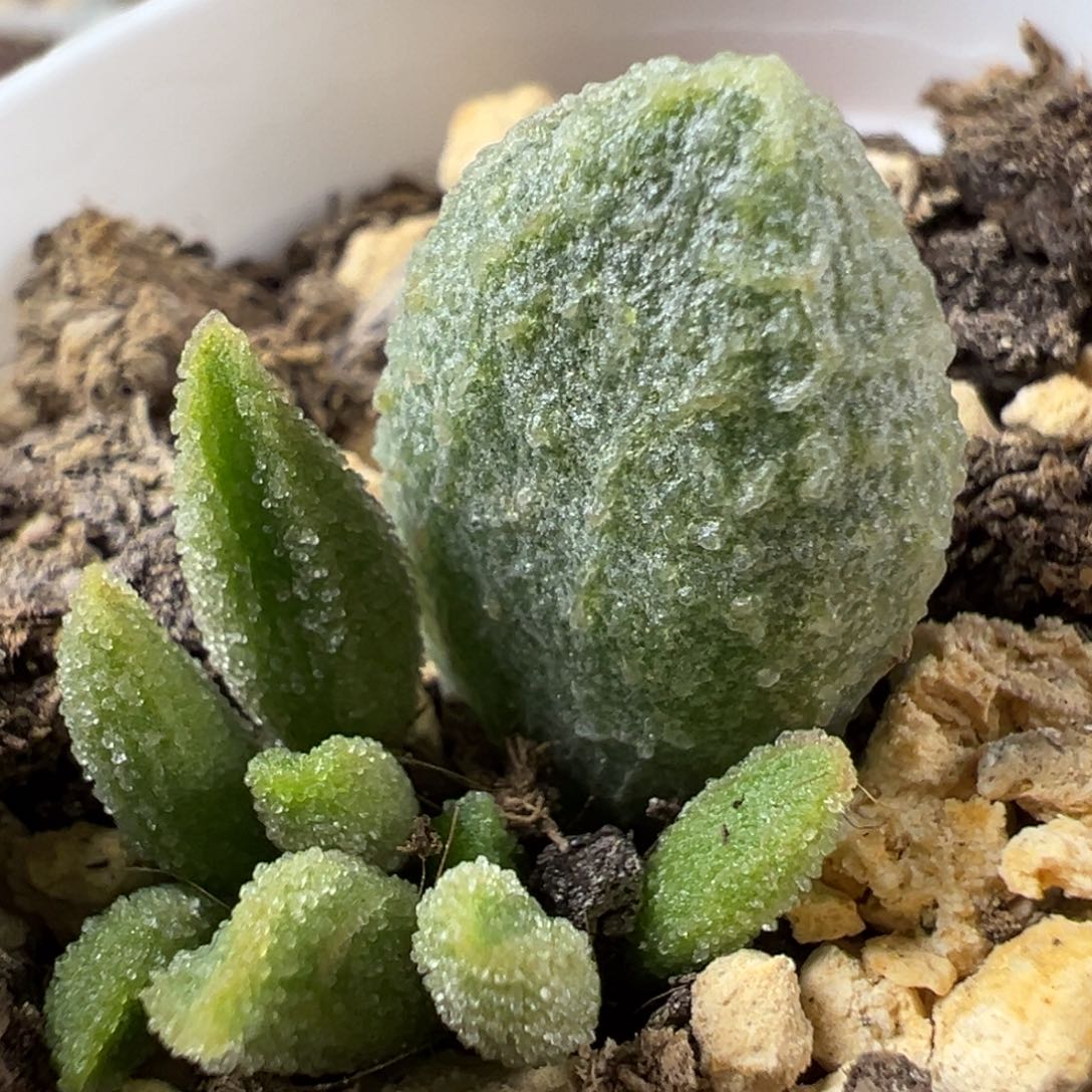 实生底叶苗纹路款多肉植物水泡