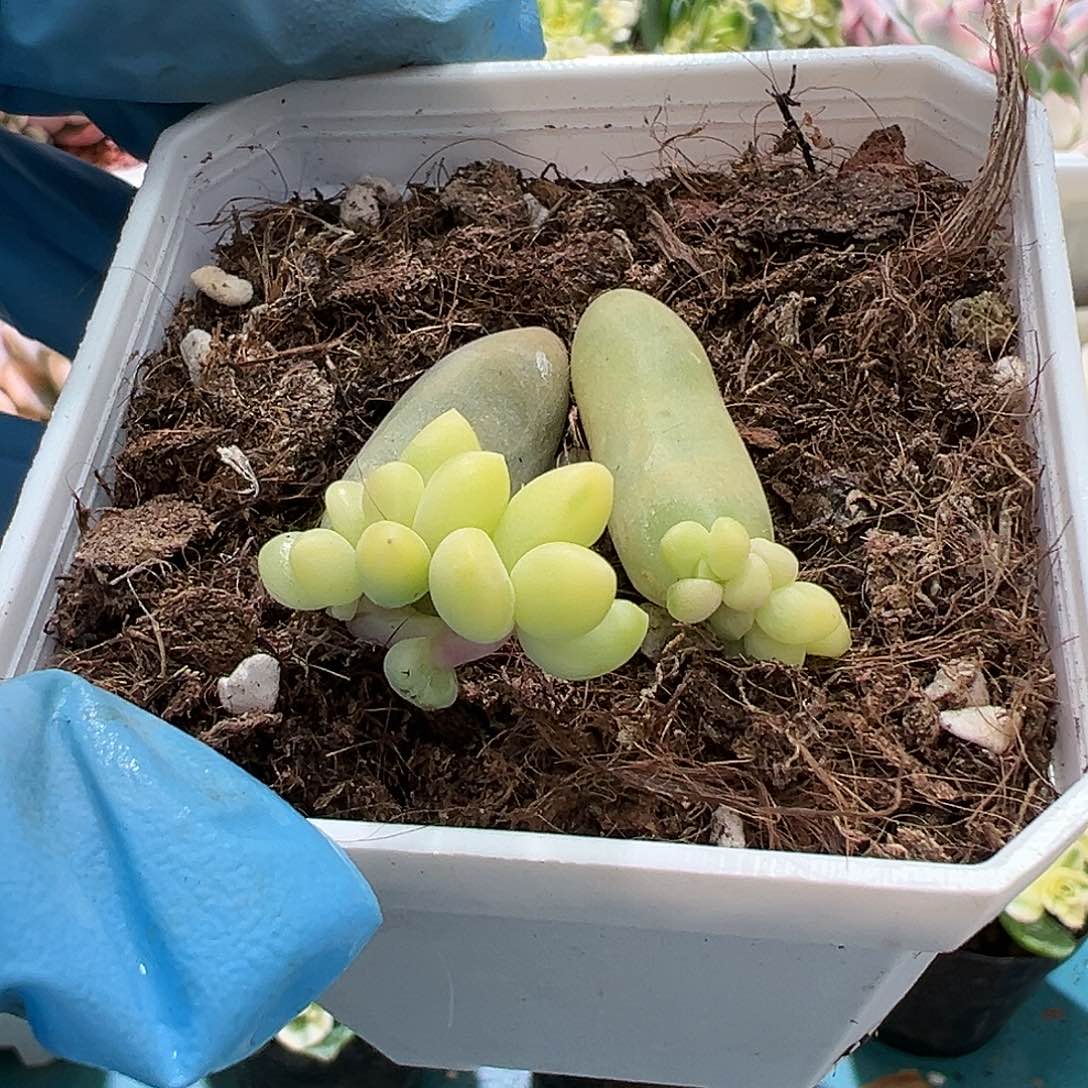 千代田黄锦叶插苗，两颗