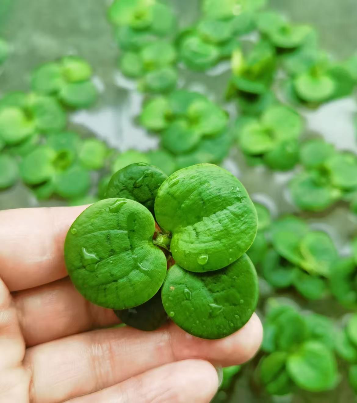 圆心豹纹浮萍水培植物活睡莲鱼缸浮萍真草净化水质会开花