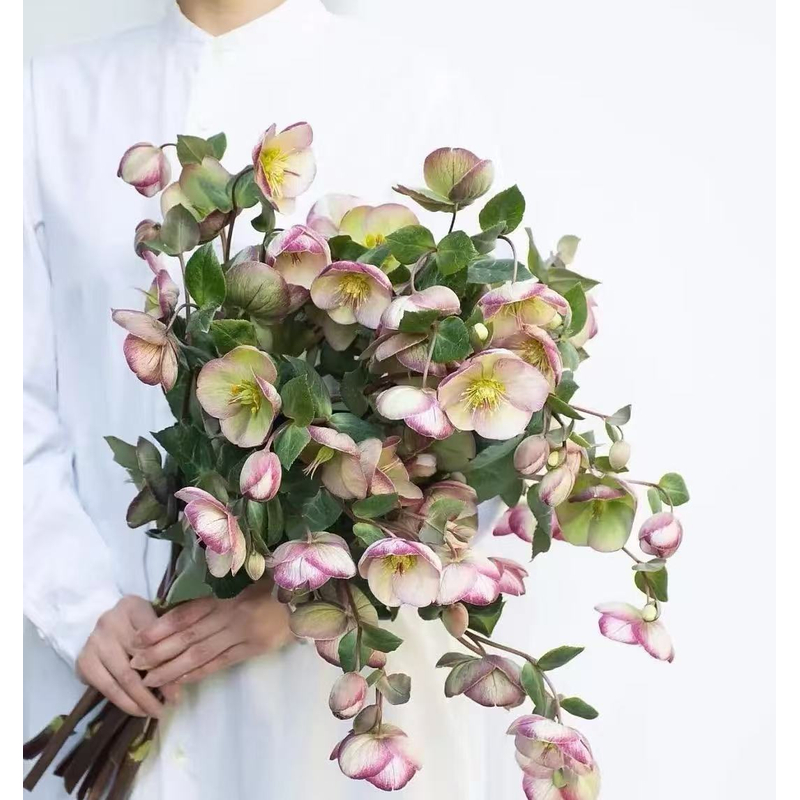 不包邮 【菟葵链接】云南产地直发 | 新鲜采摘