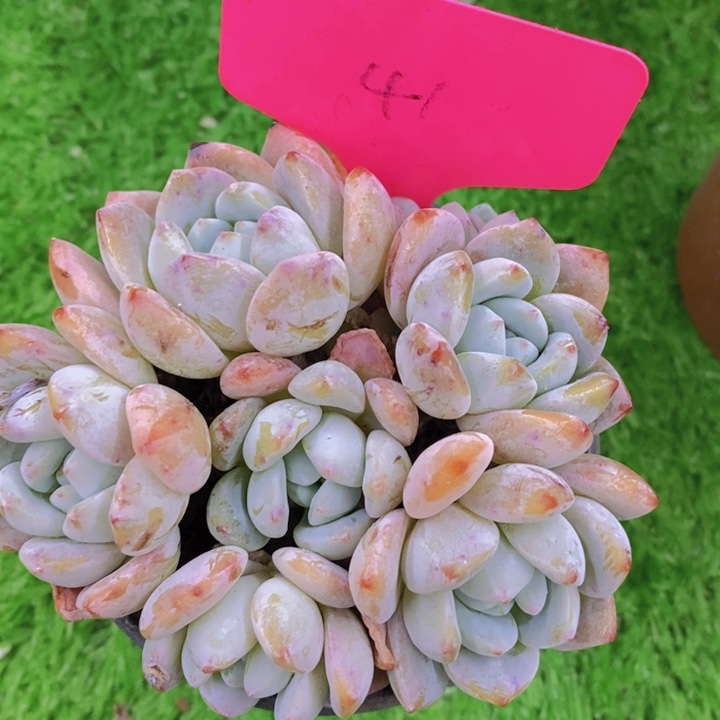 开心多肉植物多肉