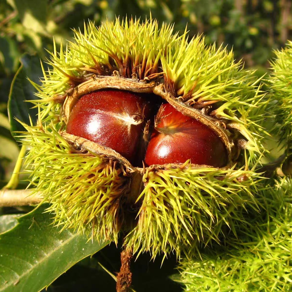 家居居家装饰品摆件