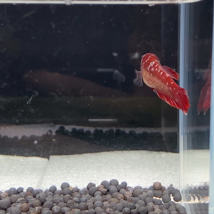 斗鱼泰国斗鱼398号