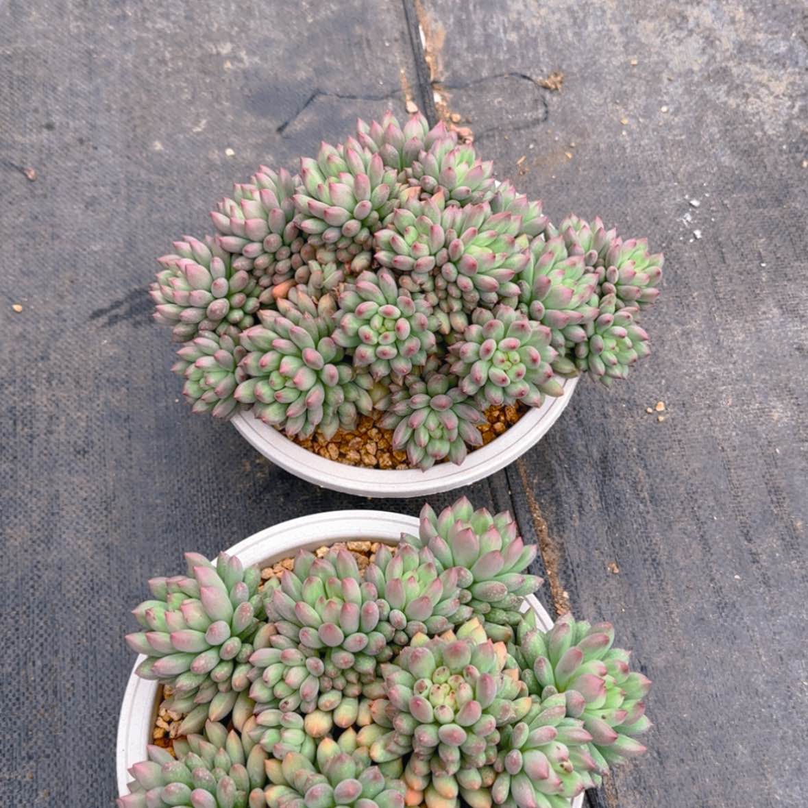 【闪购商品】两颗模特岩字299