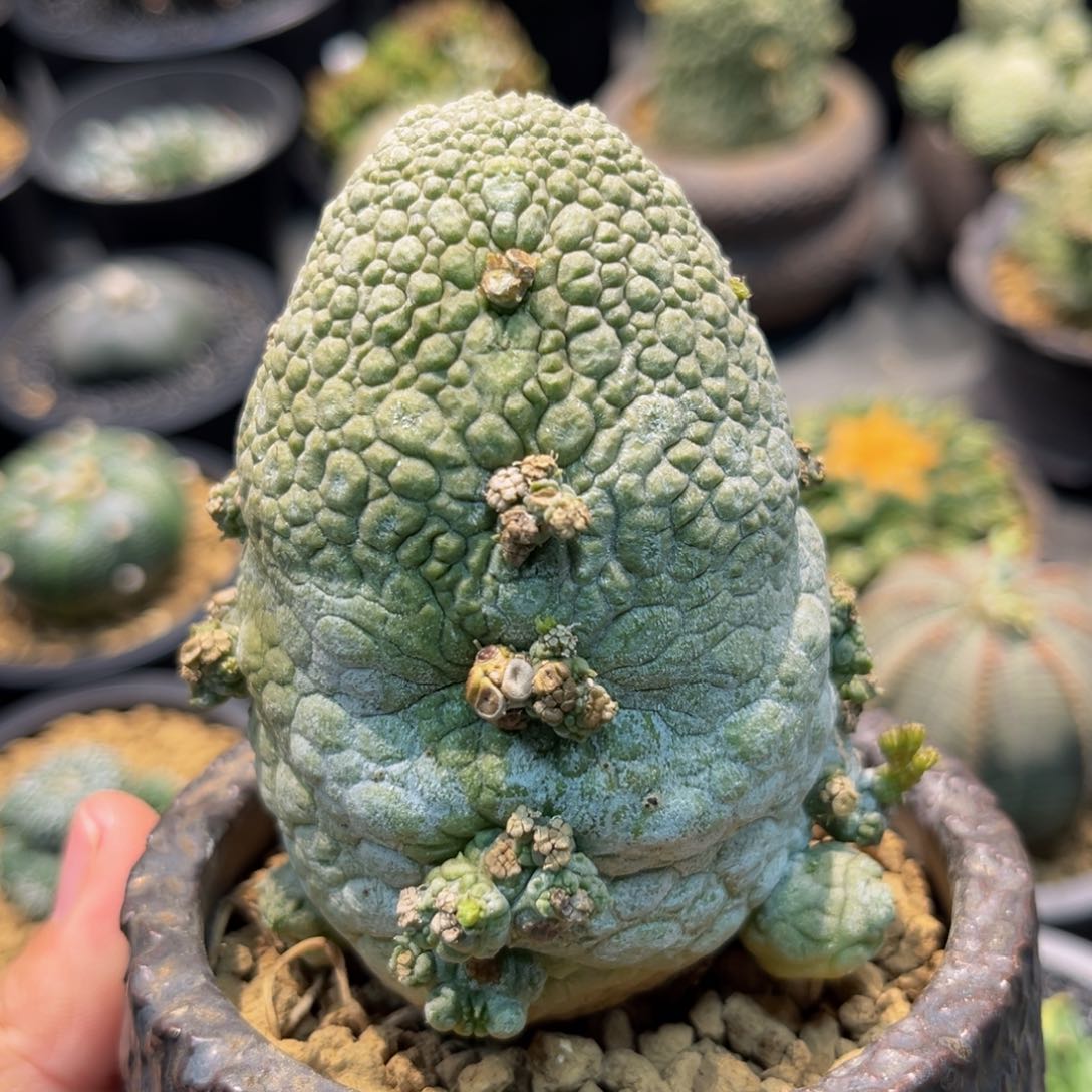 凝蹄玉xmmmmmmmm