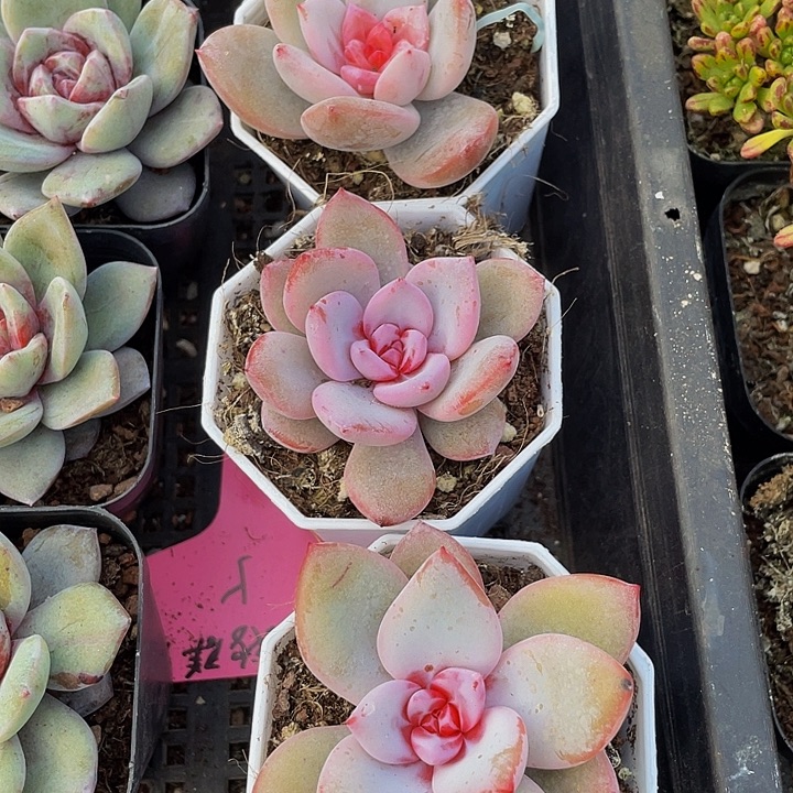 糖心雪天使带盆土发