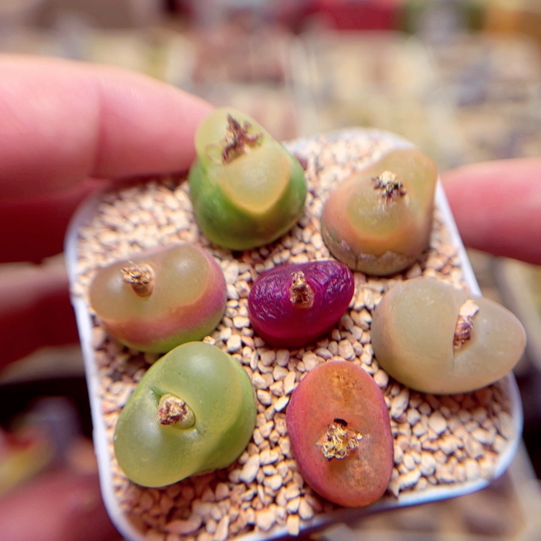 451号带盆盆包邮发货