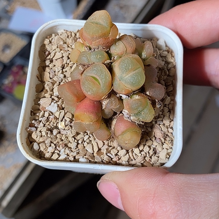 7357。   蟠桃群生多头坠化。   