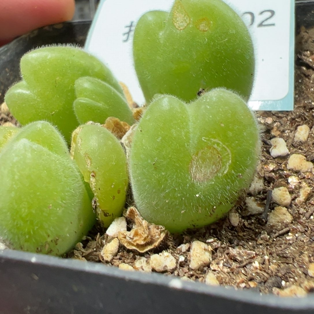 6-102肉锥多肉植物