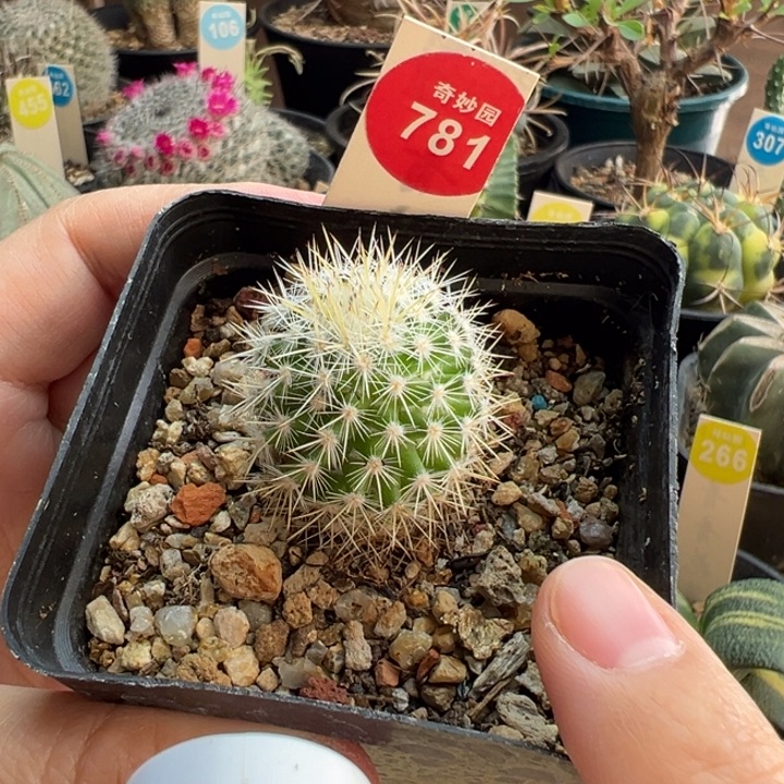 实生千鹤丸一棵仙人球