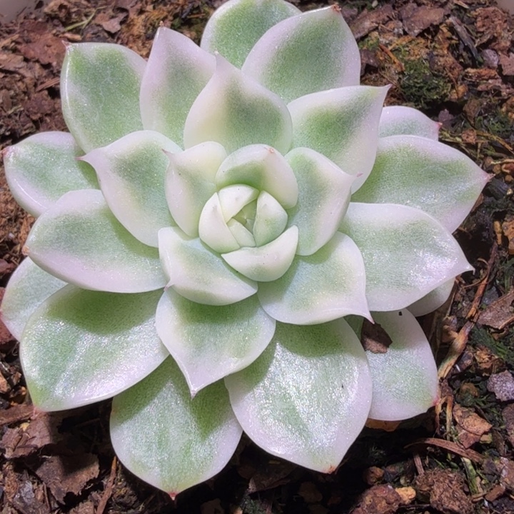 麦秆杂交锦多肉植物