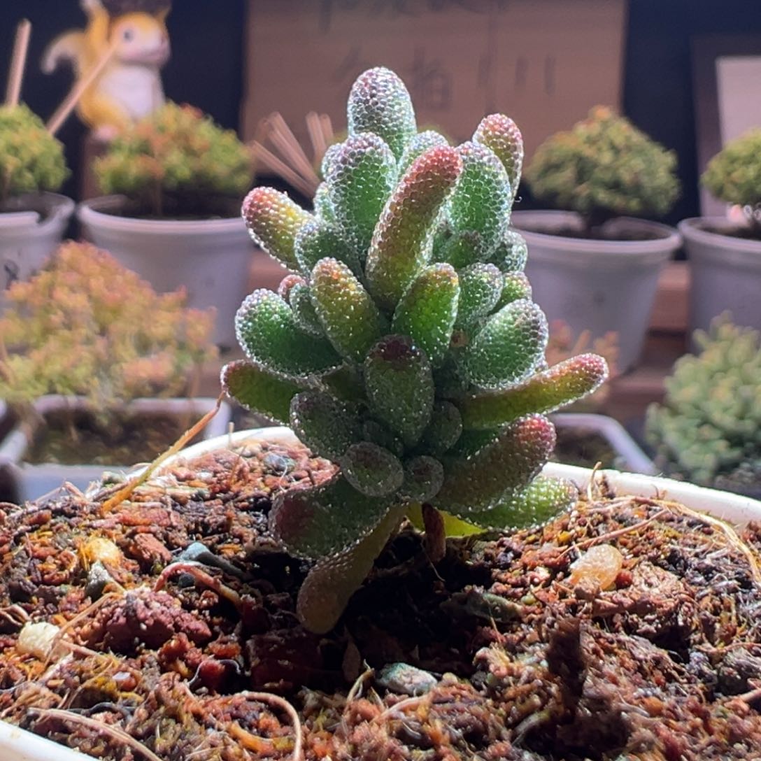 835冰晶一物一拍包开箱