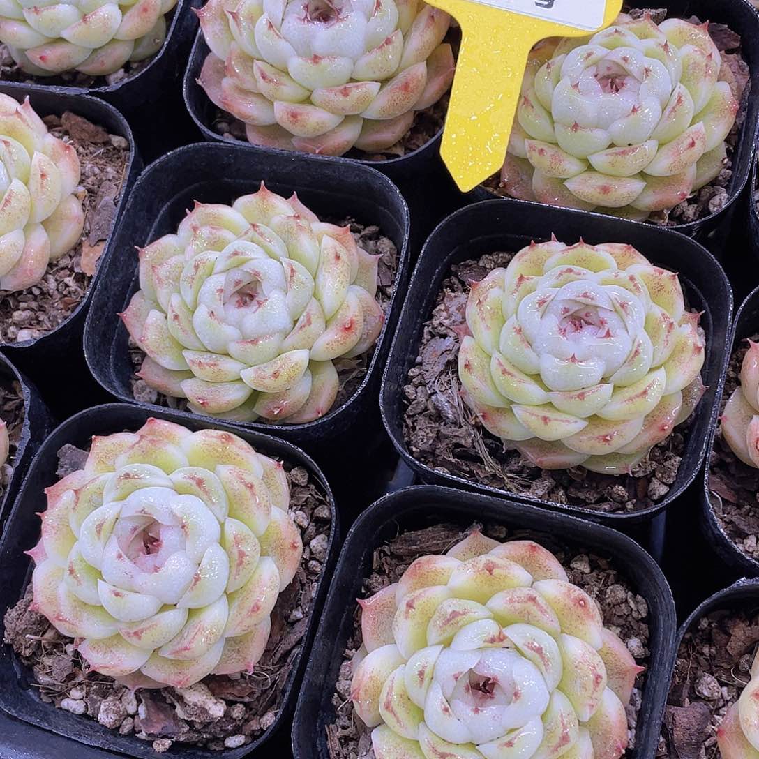 394号 墨白单头一个