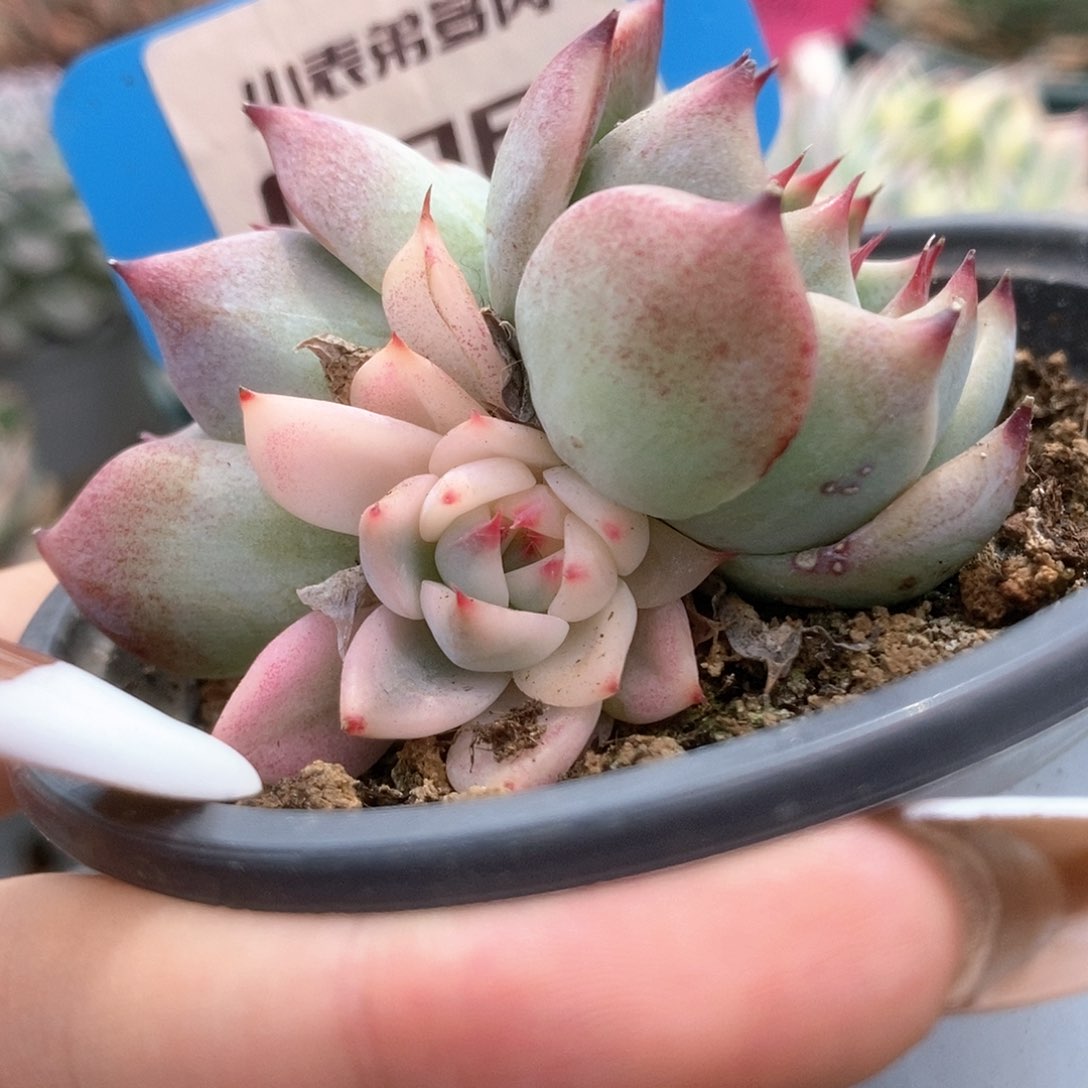 068锦锦锦锦锦锦锦