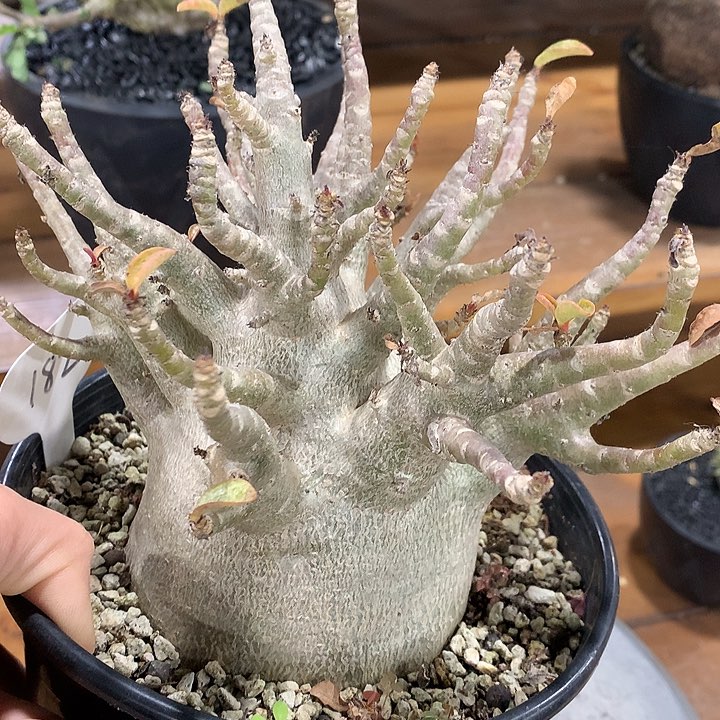 182哥斯拉沙玫666666666