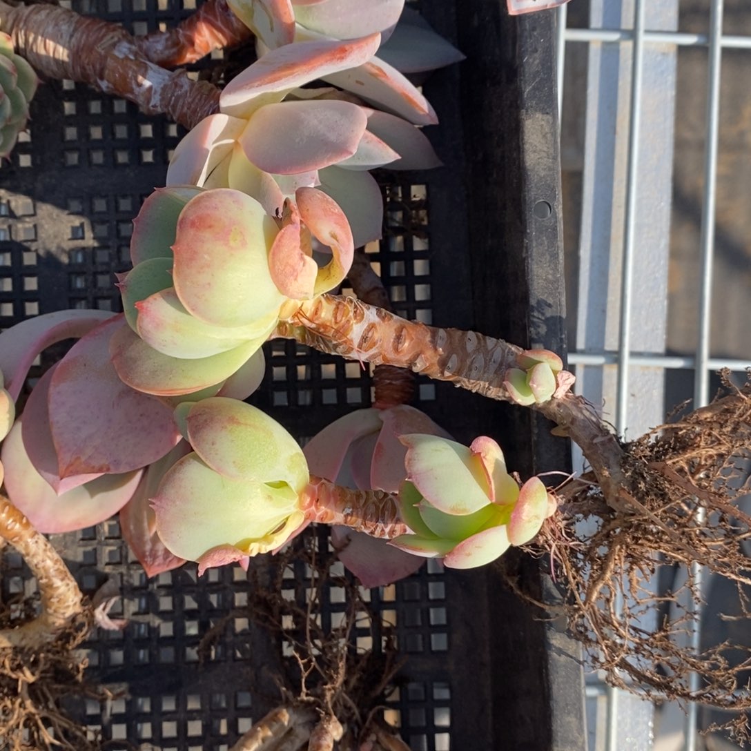 【闪购商品】欣*粉丝福利12