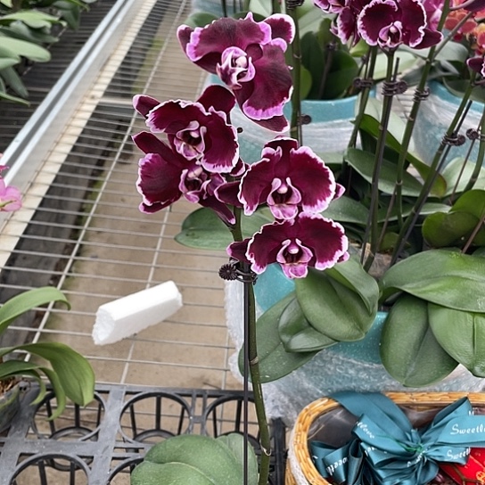 无花朵拉丁全开三朵以上叶损福利