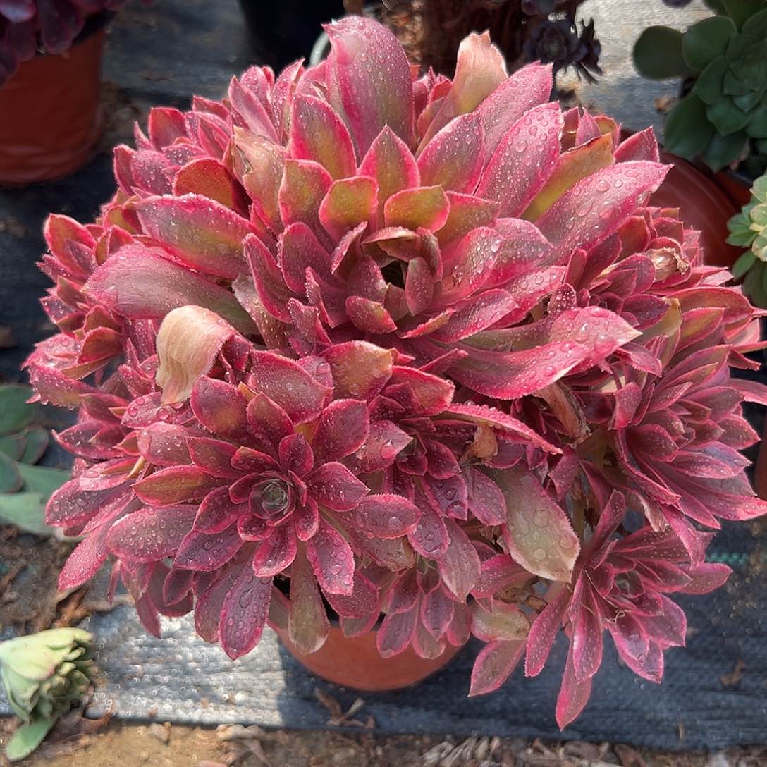 多肉植物浣纱老庄