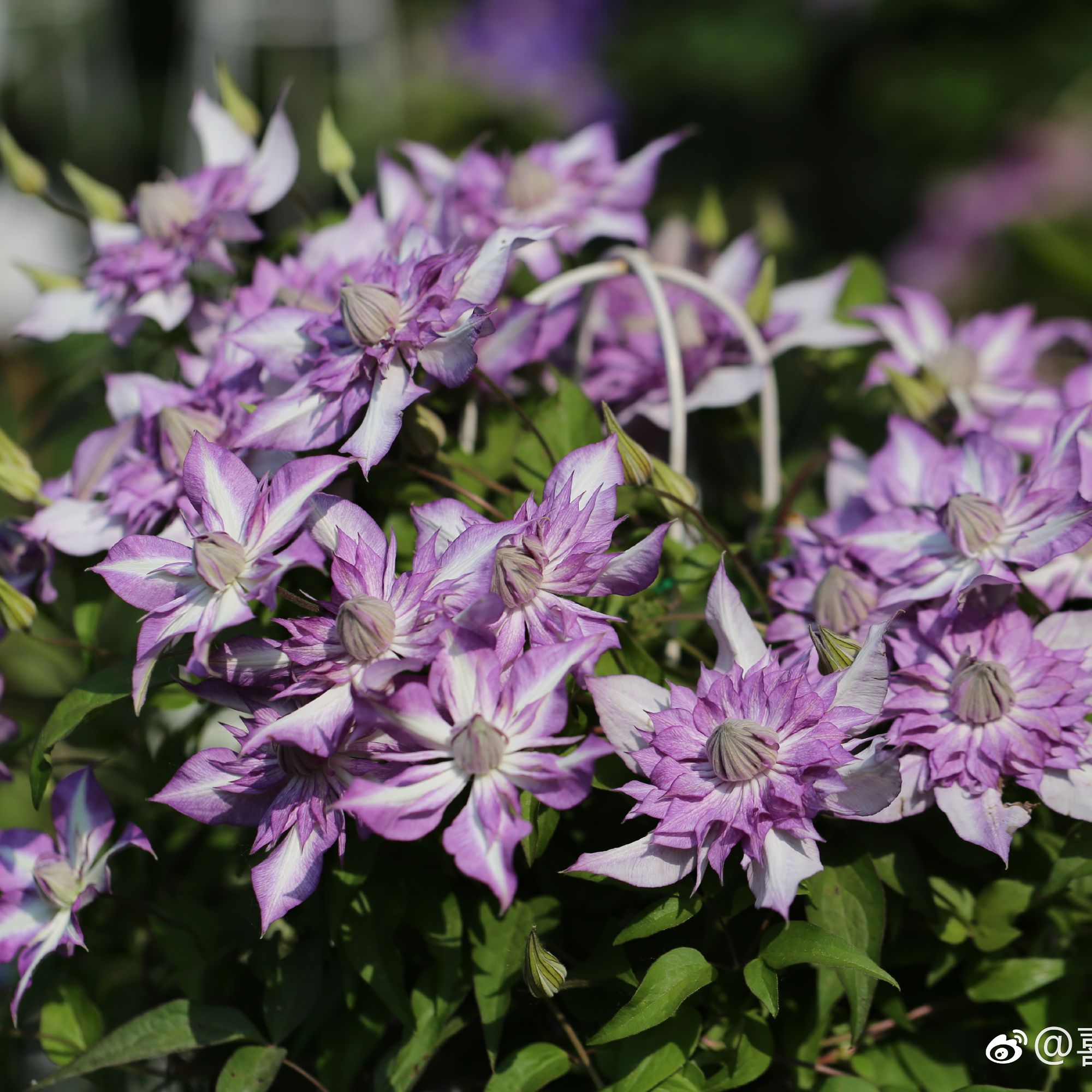 蔚蓝园艺铁线莲F系（恭子）庭院阳台花卉带土种植藤本攀援植物季节
