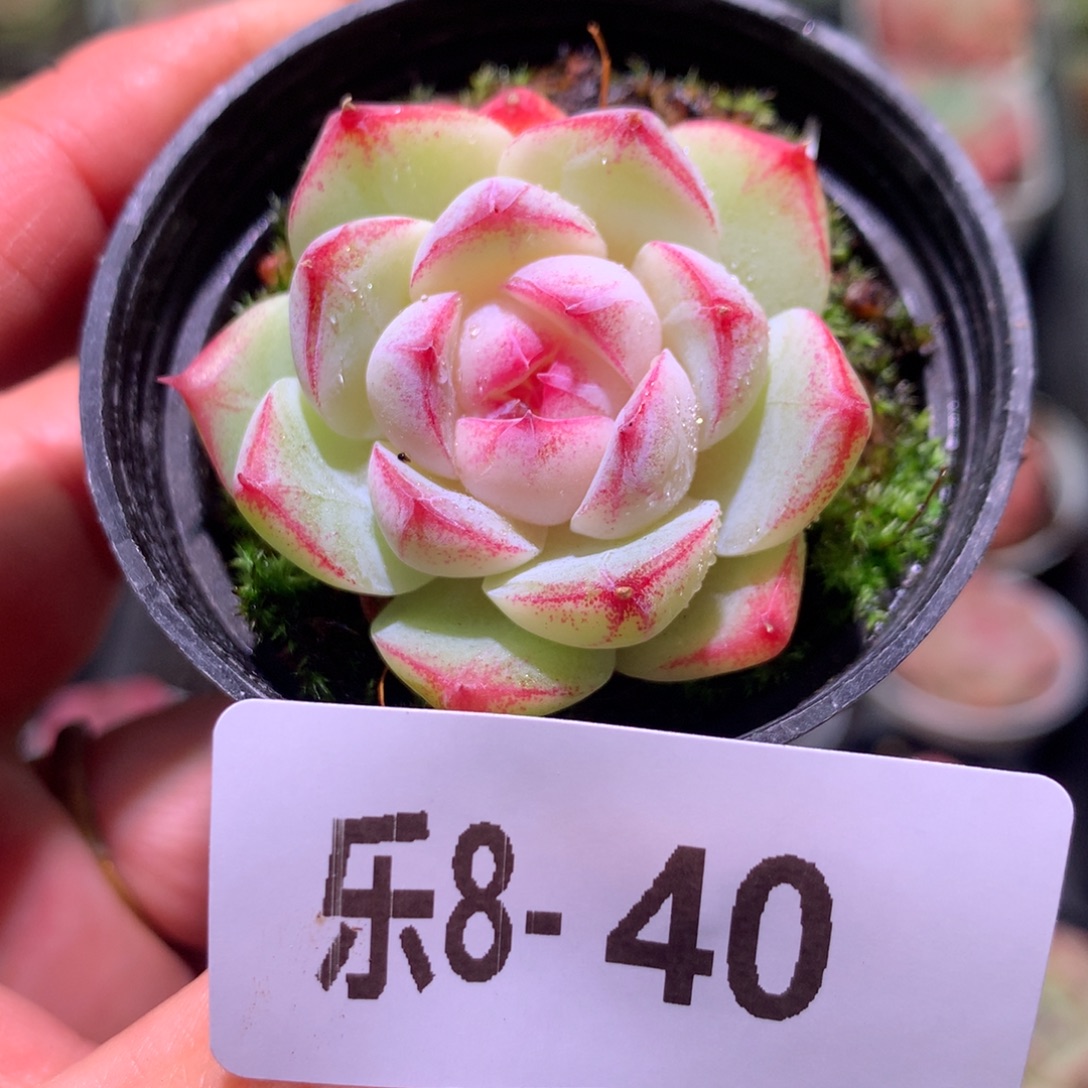 乐然 8-40 新品单头 