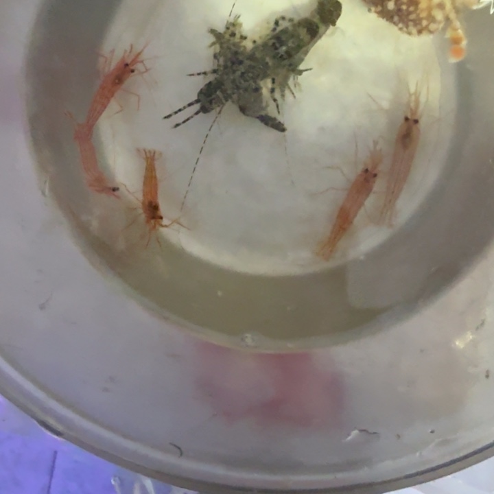 旧***事奶嘴海葵紫底2➕金环2