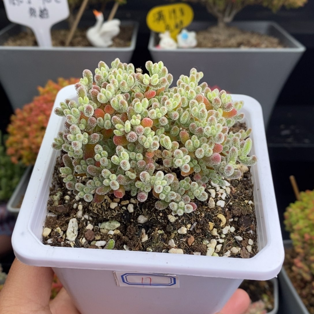 无花朵17号优选冰晶枝干