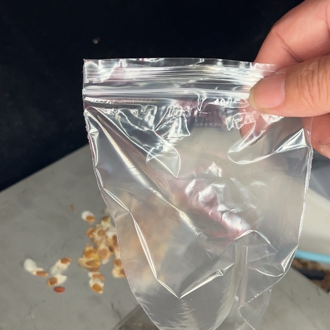 多肉植物专拍植物不退换 一物一拍 赞赞赞赞限