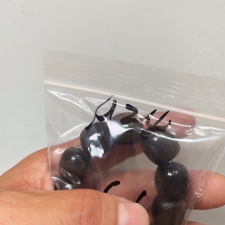大果紫檀（缅甸花梨）