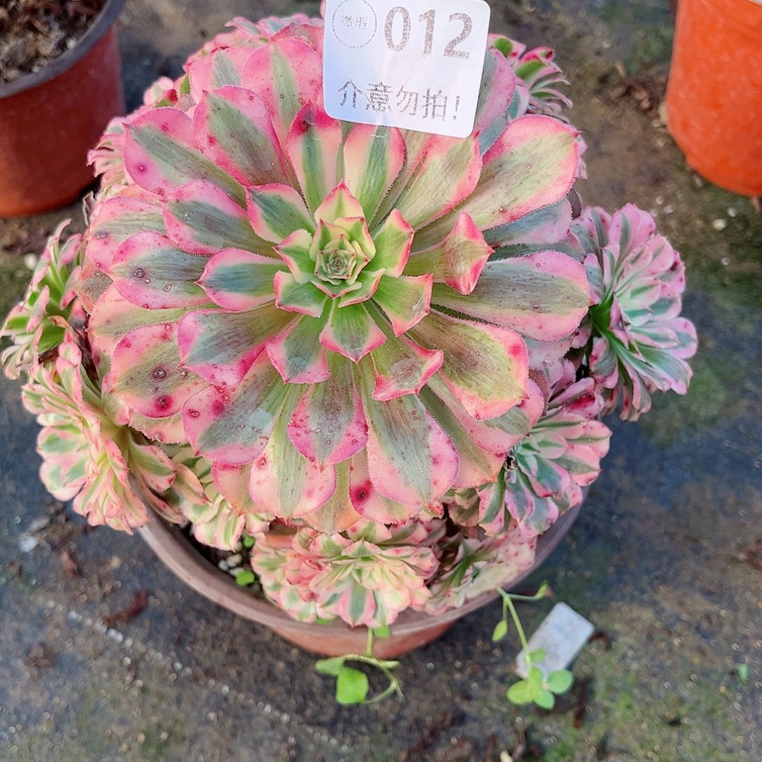 无花朵多肉植物012