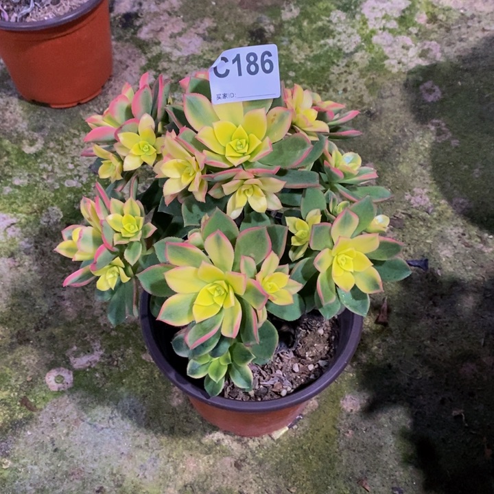 艳日辉多肉植物186