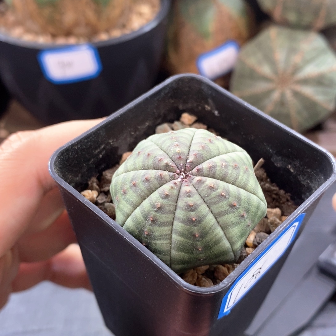 欧系实生布纹球多肉植物