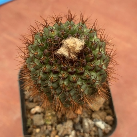 实生侍童3仙人球