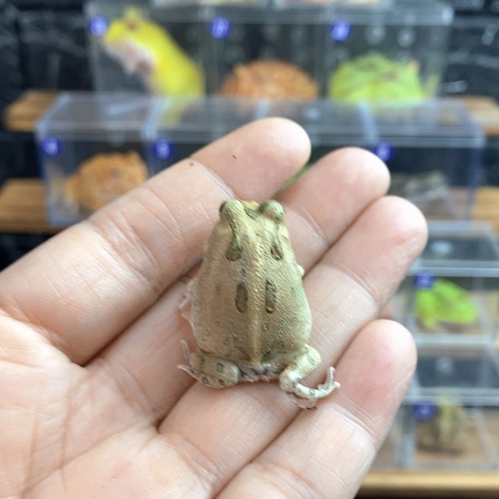 豪***呦角蛙842号波子角蛙